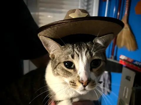 Pancho wearing his cowboy hat and staring straight into the camera.