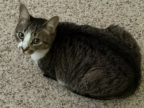 Pancho curled into a perfect loaf on the carpet.