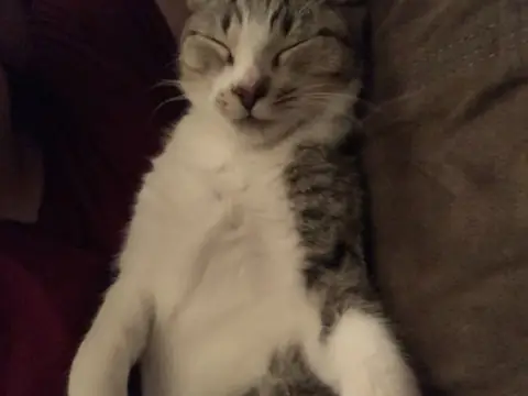 Pancho napping on his back with paws stretched out.
