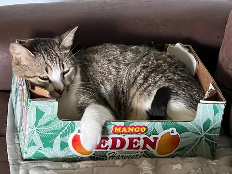 Pancho resting in a green mango box.