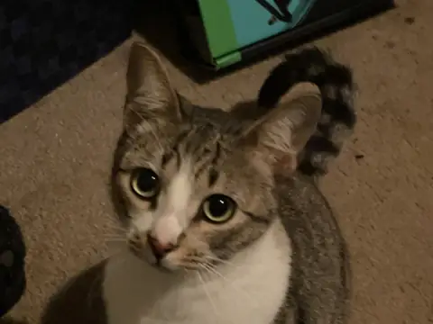 Pancho sitting on the carpet looking up attentively.