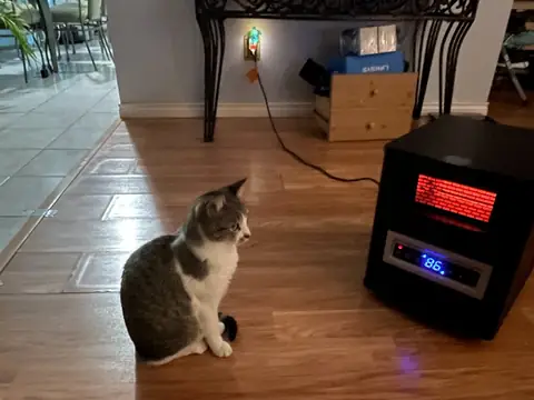 Pancho beside the space heater while looking across the room.